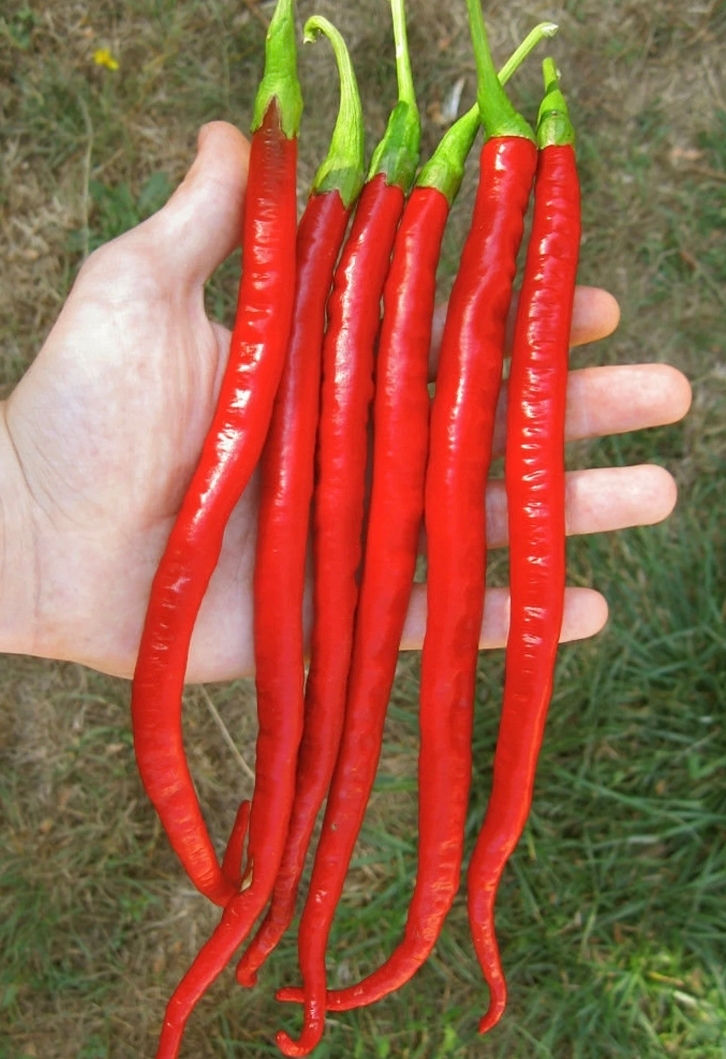Joe's Long Chili Seeds