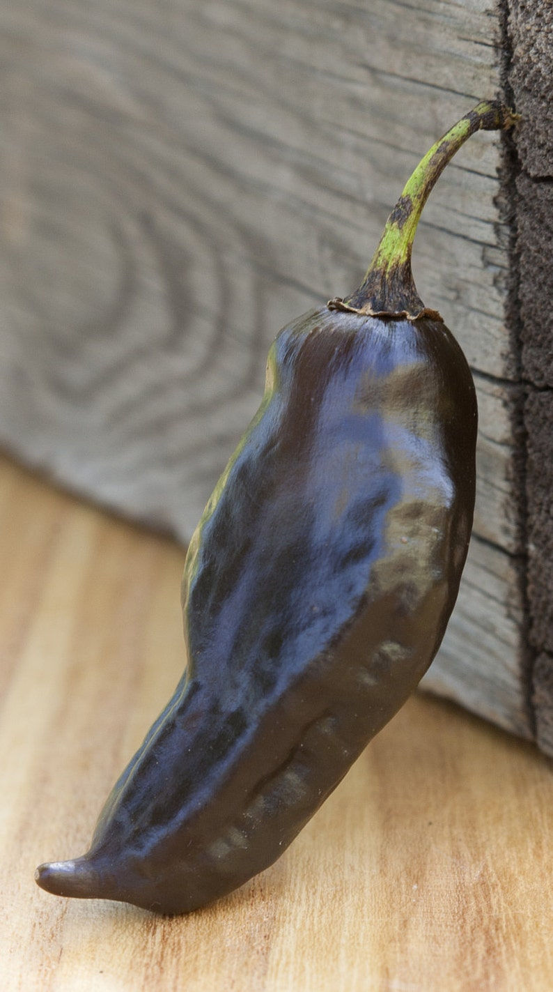 Black Habanero