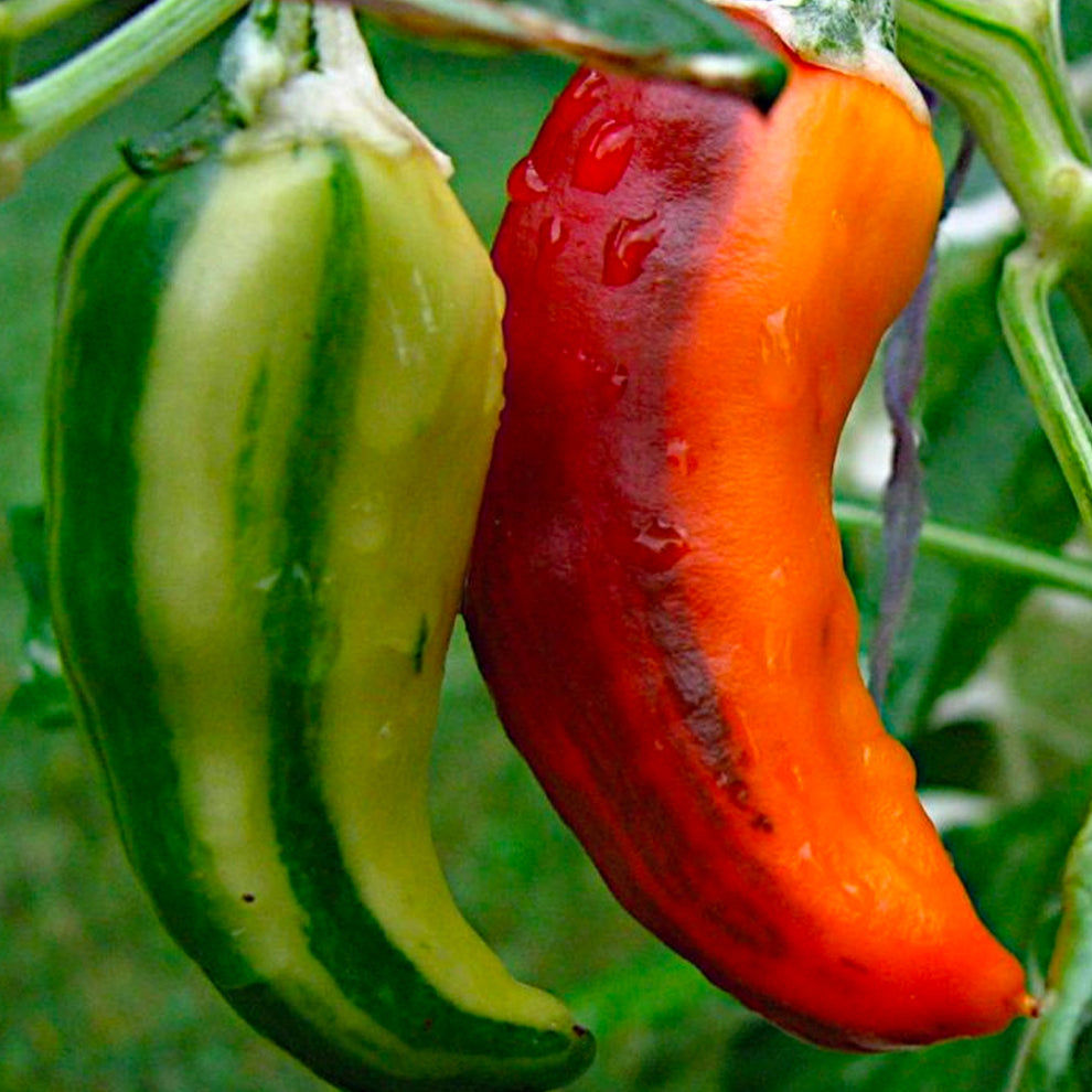 Fish Pepper