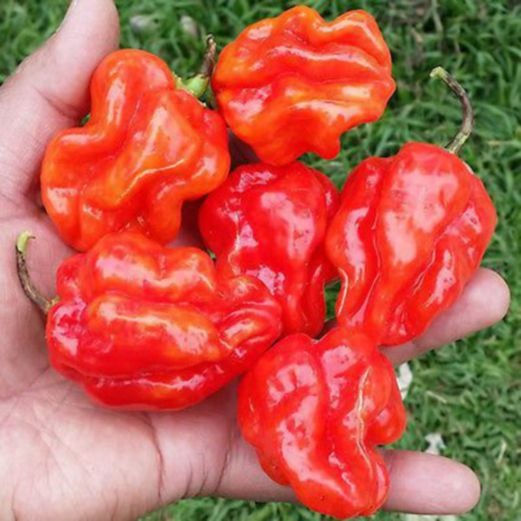 Fijian Bongo Chilli
