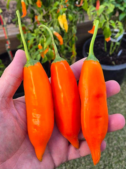 Aji Amarillo