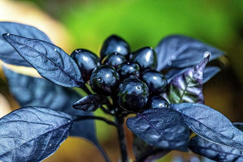 Black Pearl Pepper