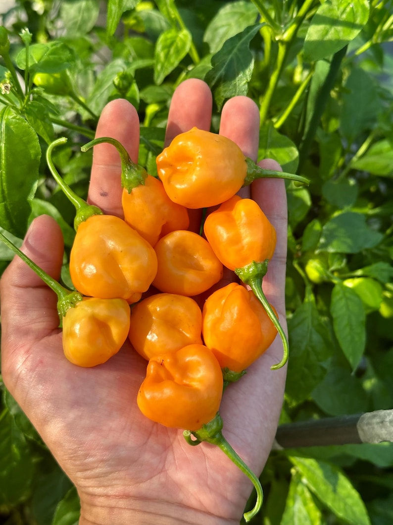 Aji Mango Stumpy