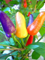 Blue Christmas Chilli
