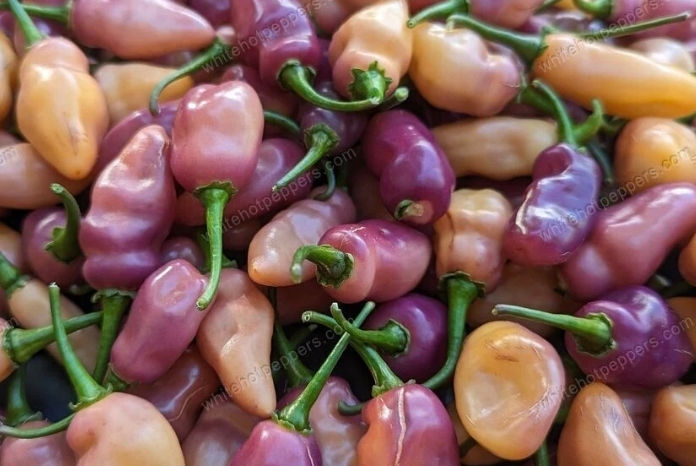 Fidalga Roxa