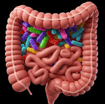 gut repair, gut health, gut microbiome