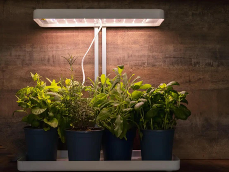How to Grow an Indoor Herb Garden with No Sunlight (Even in a Northern Virginia Apartment)