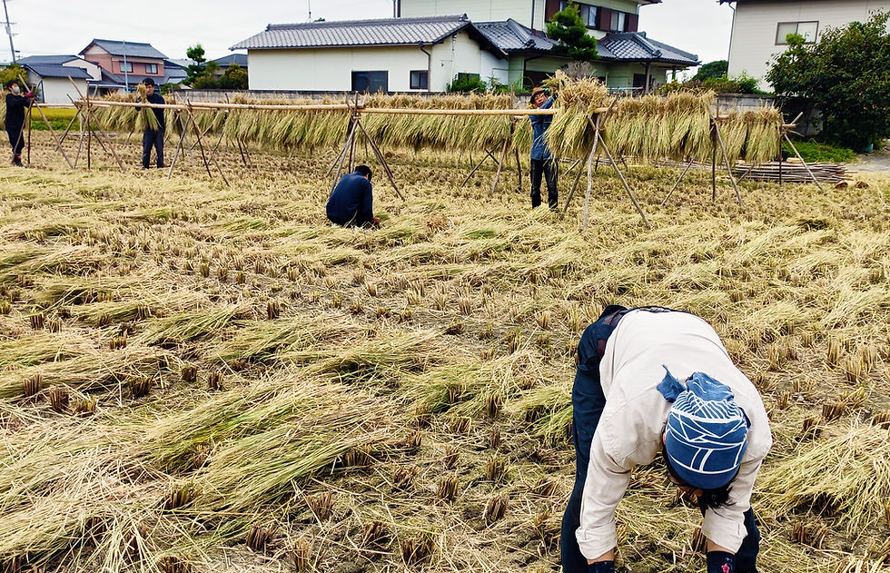 田んぼで稲をはさがけする人々