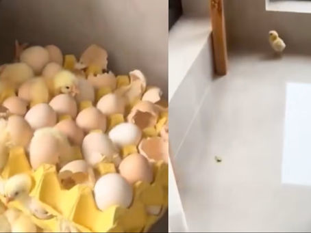 ¡Increíble pero real! 70 pollitos nacen en una cocina por el calor extremo en China