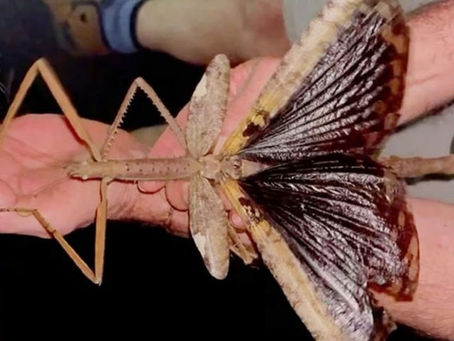 Científicos descubren una nueva especie de insecto que mide casi medio metro y pesa como un huevo de gallina