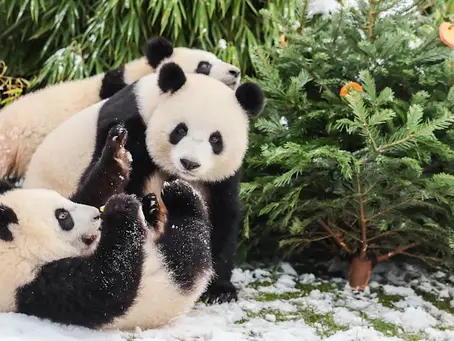 Árboles de navidad sin vender son reciclados y se sirven a los animales del zoo de Berlín