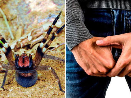 La especie de araña, cuya picadura provoca erecciones de 6 horas