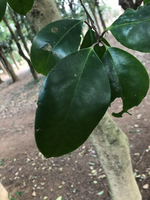IMG_4955.jpeg
