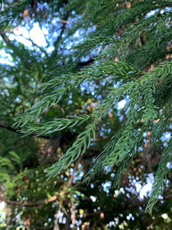IMG_1231 (1).jpeg