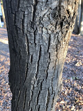 IMG_4622.jpeg