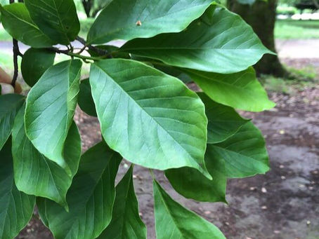 Magnolia kobus
