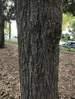 IMG_4980.jpeg