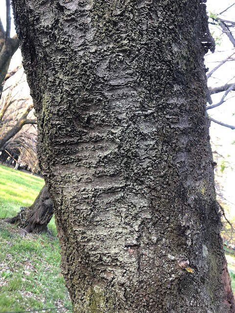 IMG_4885.jpeg