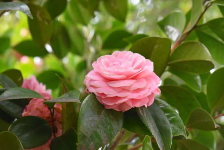 Camellia japonica: The History, Culture, and Ecology of Tsubaki, the Japanese Camellia