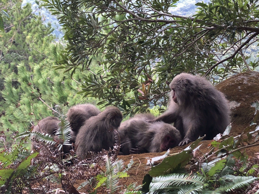 Five Yakushima macaques laying on a rock, high up on a mountain, grooming one another.