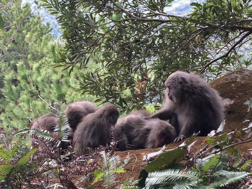 Five Yakushima macaques laying on a rock, high up on a mountain, grooming one another.