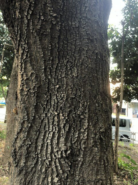 IMG_4963.jpeg