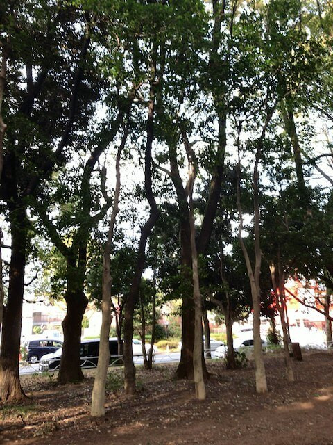 IMG_4959.jpeg