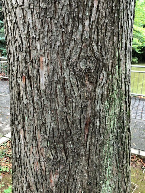 IMG_3188.jpeg