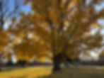 Photo of a gingko tree with its leaves a golden yellow.