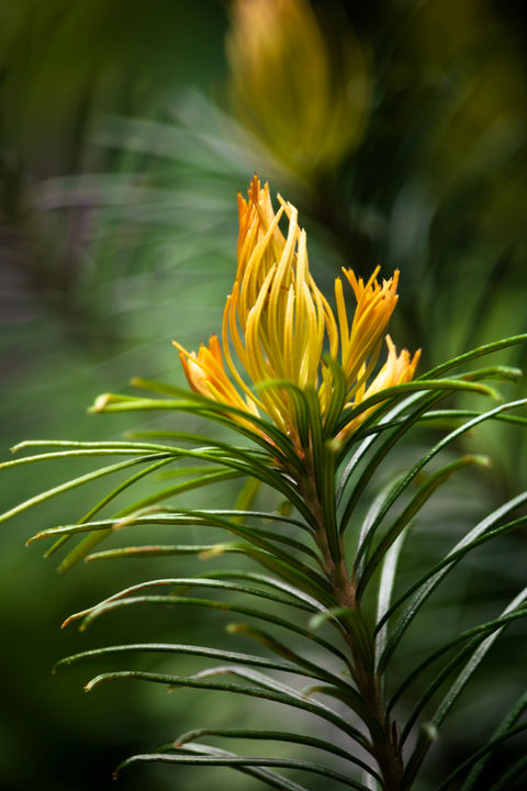 Nature Up Close and Personal