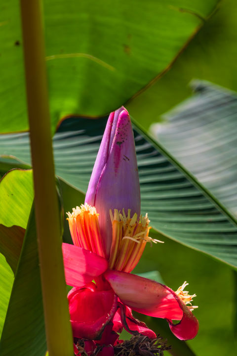 Colombian Nature