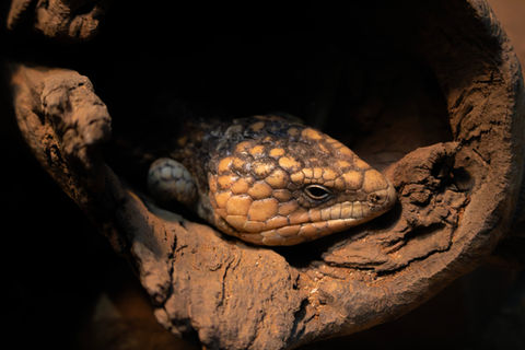 Featherdale Wildlife Park