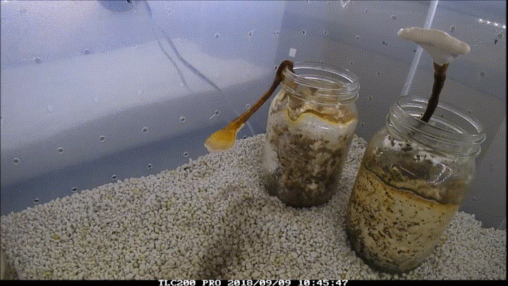 MYCO2 GIF.gif