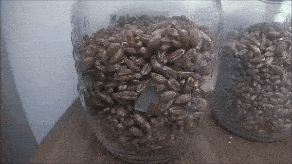 Vid08.gif