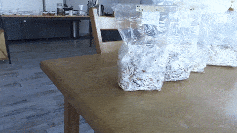 Vid10.gif