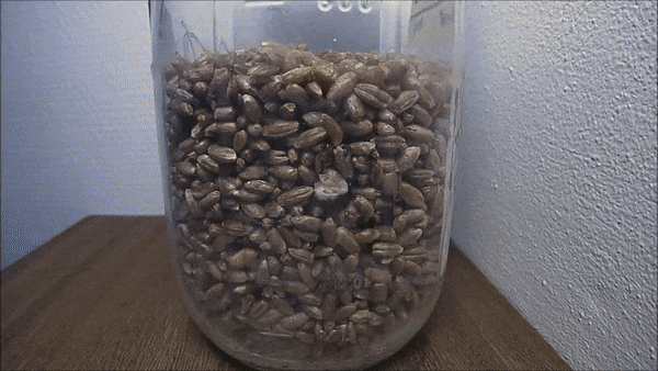 Vid04.gif