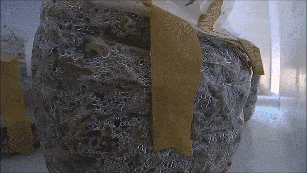 Vid09.gif