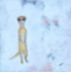 Meerkat / 2015