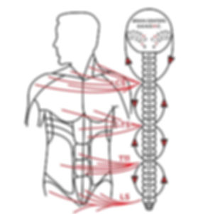 Muscle System