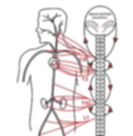 Circulatory System