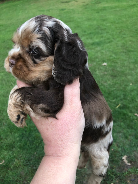 Cocker Spaniel puppies for sale in arkansas 