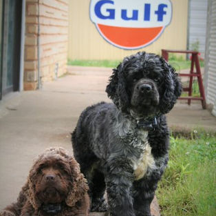 Chocolate Female Cocker Miley