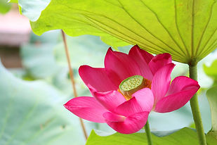 lotus-2081556_1920.jpg