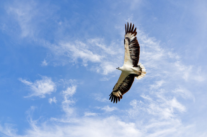 Umgawa Nature Series: 8 REASONS TO BIRDWATCH IN LANGKAWI