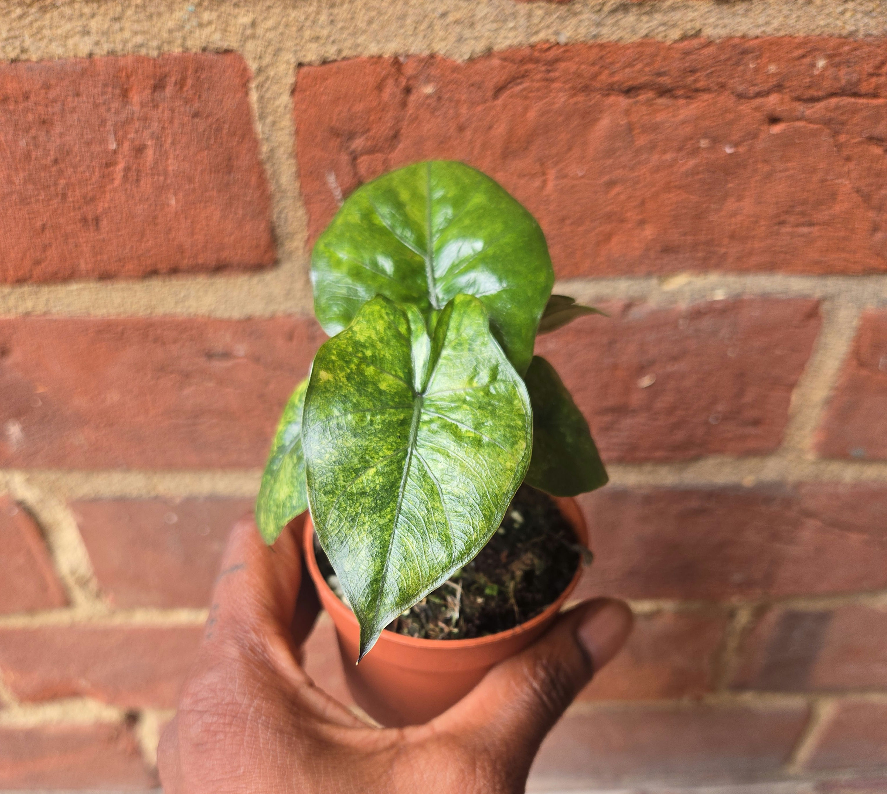 Alocasia Yucatan Princess Aurea 7cm