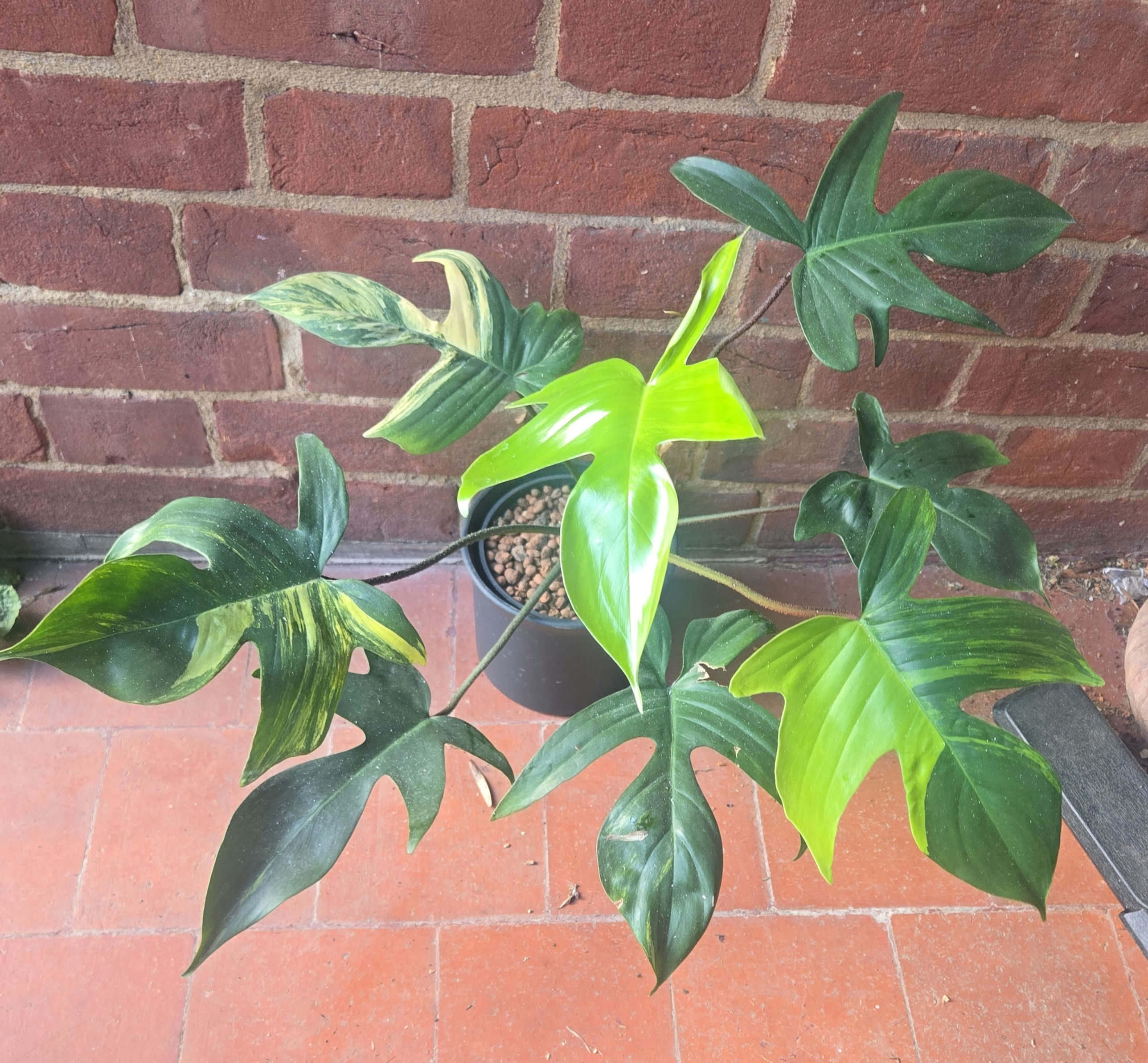 Philodendron Florida Beauty
