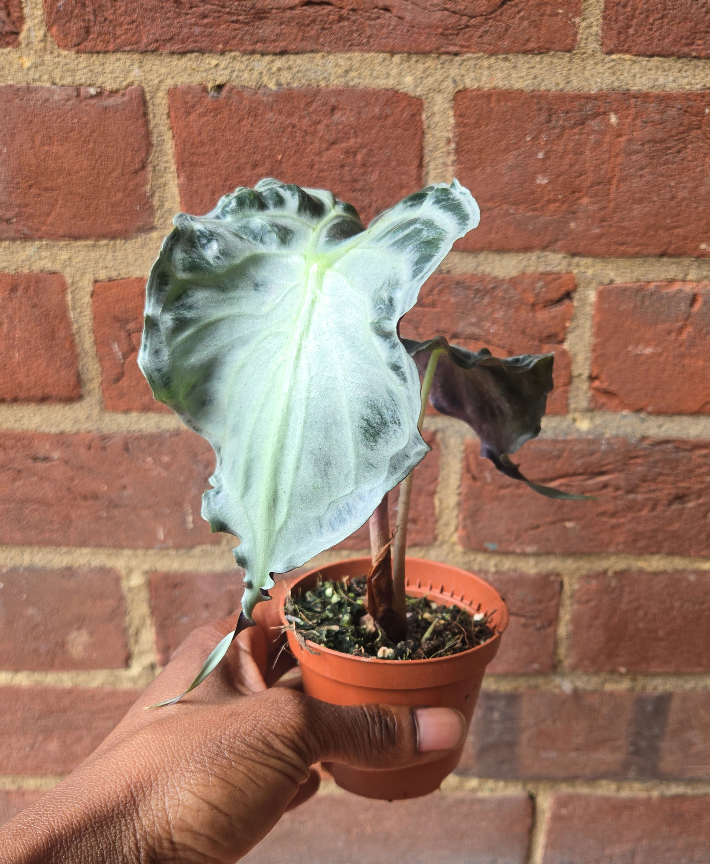 Alocasia Venom