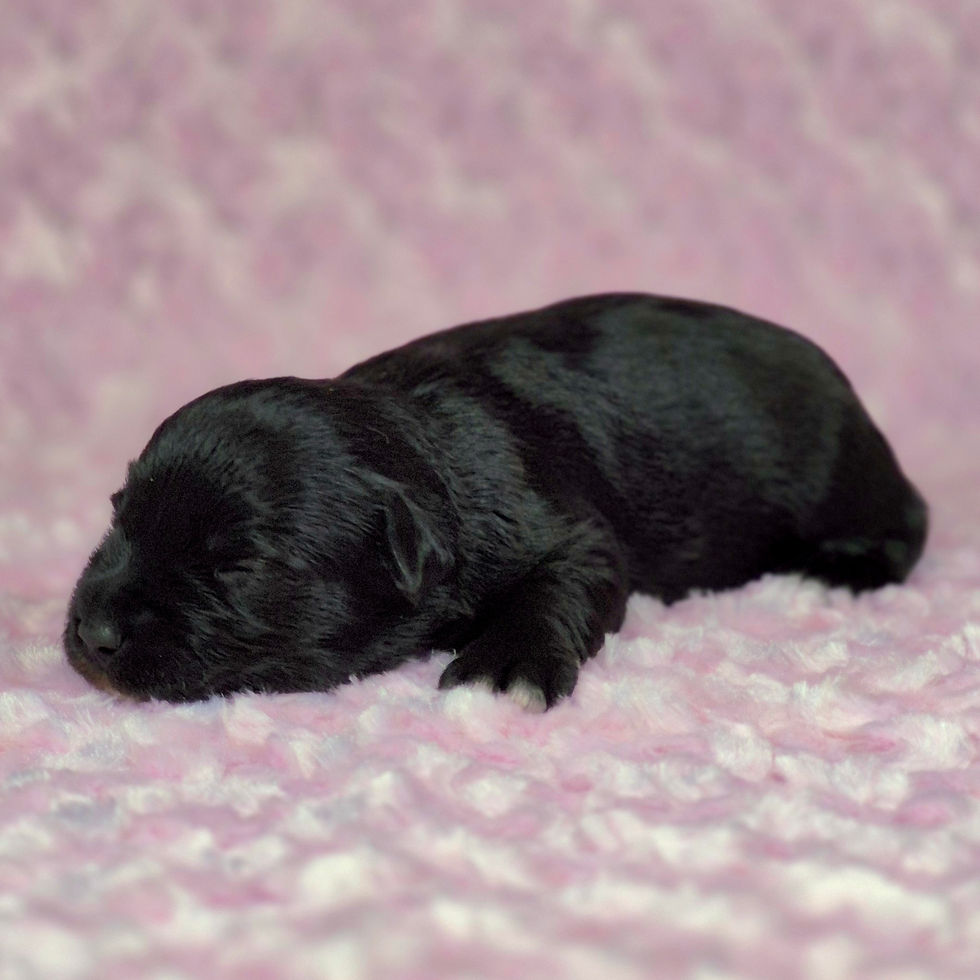 Black with white stripe, girl