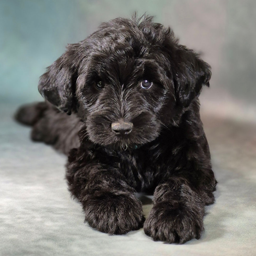 Remi
