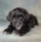 Leroy